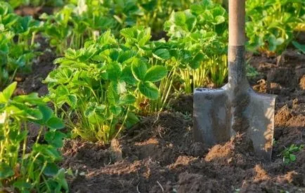 Отглеждане ягоди и ягоди - засаждане и отглеждане на различни сортове