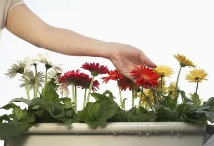 Cultivarea instrucțiuni video de grădină gerbera cu privire la modul de a pune propriile mâini, mai ales de plantare, îngrijire,