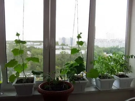 Cultivarea castraveți la domiciliu pe un balcon sau pervazul ferestrei