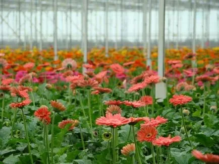 Cultivarea instrucțiuni video de grădină gerbera cu privire la modul de a pune propriile mâini, mai ales de plantare, îngrijire,