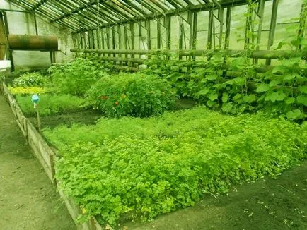 Cultivarea marar patrunjel în seră