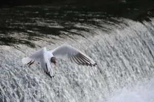 Cascada pe Kudma în oraș verde