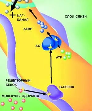 Мирис, Наука и живот