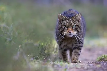 В Шотландия ще бъде клониран дива котка