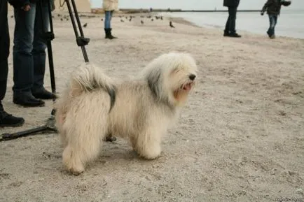 În Odesa, a adus încă o nouă rasă de câine)