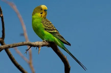 Вълнисти как да се разграничат от мъжки пол от женски, и да изберете здрави говорене папагал снимка