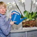 Янтарна киселина за орхидеи, как да се прилагат тор и растенията, ползите и вреди