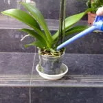 Янтарна киселина за орхидеи, как да се прилагат тор и растенията, ползите и вреди