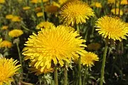 Chrysanthemum увенчан култивиране и полезни свойства