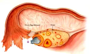 Petefészek ciklus és a jellemzői az egyes szakaszainak egészséges nők