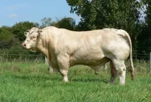 Характеристики на Charolais добитък порода, фото и видео