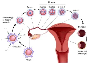 Яйчниците цикъл и характеристиките на всяка една от неговите фази при здрави жени в