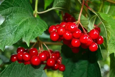 Съхраняване на прясна Viburnum у дома