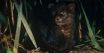 Jaguarundi - pisica sălbatică pradă (30 poze) - triniksi