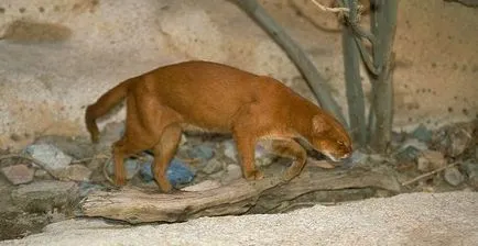 Jaguarundi - ragadozó vadmacska (30 fotó) - triniksi