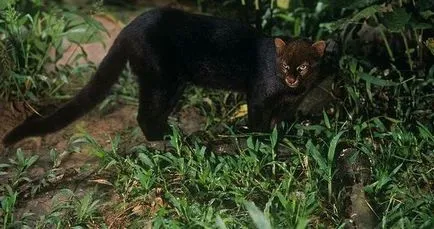 Jaguarundi - ragadozó vadmacska (30 fotó) - triniksi