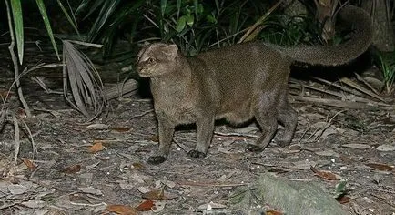 Jaguarundi - pisica sălbatică pradă (30 poze) - triniksi