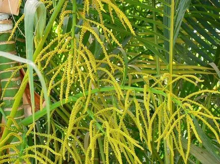 Hrizalidokarpus (арека) снимки, мнения и как да се грижим за палмово