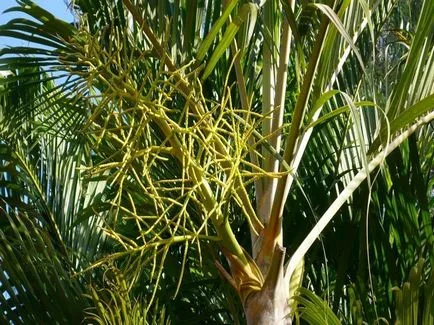Hrizalidokarpus (арека) снимки, мнения и как да се грижим за палмово