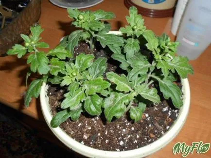 Chrysanthemum în îngrijire la domiciliu, transplant, cultivare