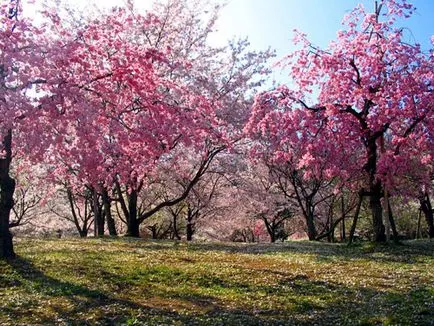 Hanami - japonez festival Cherry Blossom, a verifica afară