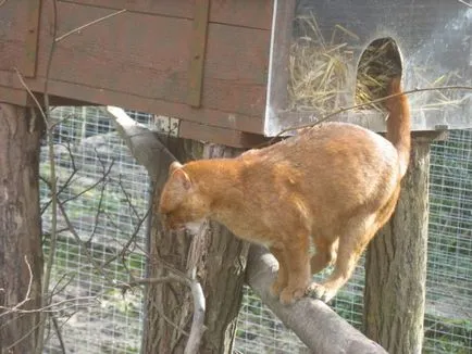 Jaguarundi - pisica sălbatică pradă (30 poze) - triniksi