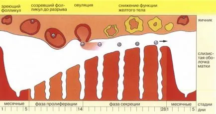 Din motive menstruație nu preget legate de sarcină