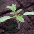 Ce temperatură răsaduri de roșii rezistente plantate la temperatura optimă în tomate