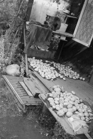 Как да расте висок добив на картофи прокопаване