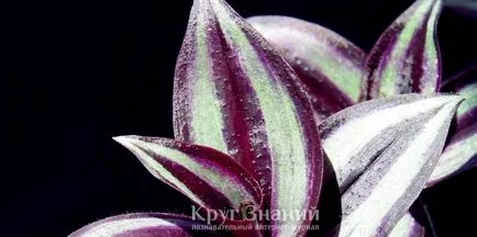 Как да се грижим за Tradescantia - набор от знания