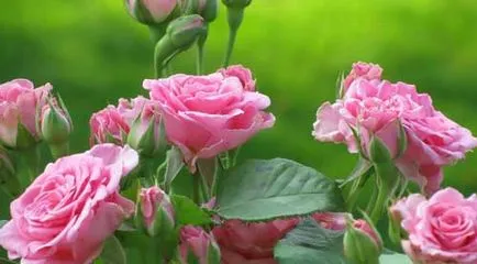 Как да расте една роза от букета и рязане