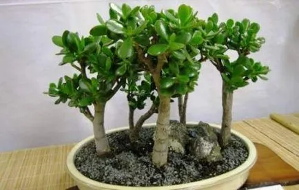 Cum să crească un copac bani secrete proprii frumoase de plantare și îngrijire de Jade (foto