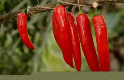 Hogyan növekszik csípős paprika - hogyan nőnek csípős paprika - gyümölcs és zöldség kert