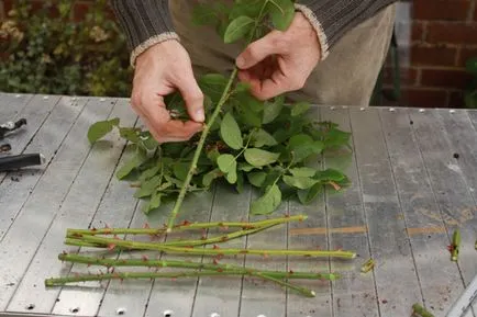 Cum să crească un trandafir din buchet