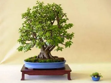 Hogyan növekszik a pénz fa gyönyörű saját titkait az ültetés és gondozása Jade (fotó