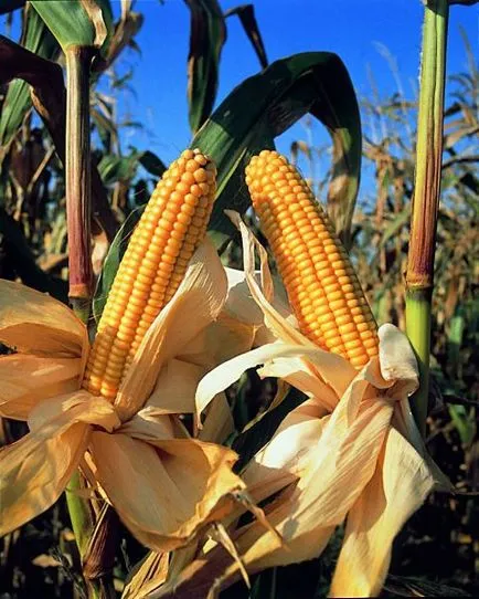 Как да расте царевица по отношение на селското стопанство риск зона