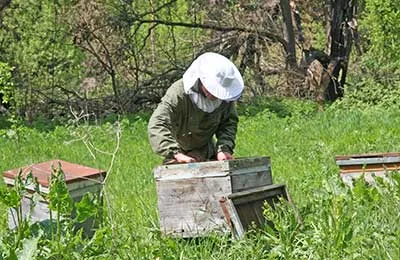 Revista „Apicultura“ - bucurie și tristețe novice apicultor