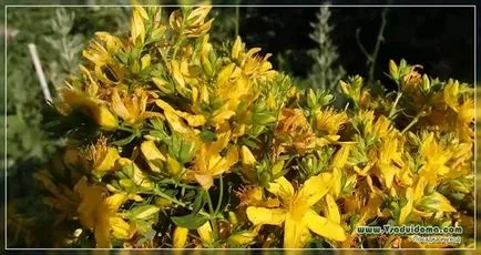 Жълт кантарион (снимка) видове, засаждане и грижи, на мястото на градина, вила и стайни растения
