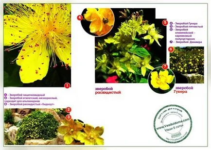 Жълт кантарион (снимка) видове, засаждане и грижи, на мястото на градина, вила и стайни растения