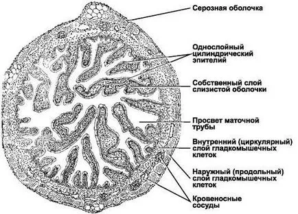 Женската полова система