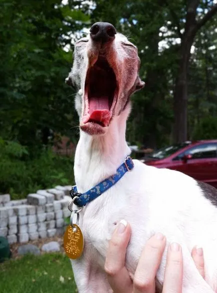 Meet Zappa - kutya nyelve kilóg, amely hasonló a Sid - jégkorszak