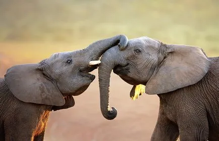 17 állat, amelyek egy boldog és harmonikus pár, mint az emberek - a hírek képekben