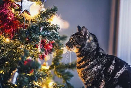 10 Feline történet hihetetlenül megható fotó