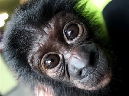 10 moduri în care animalele ar lua peste tot în lume