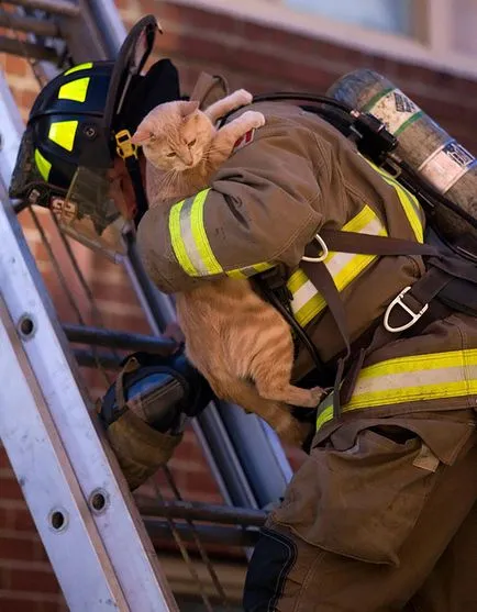20 смели пожарникари спасяват животни от смърт в огъня - faktrum