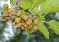 Actinidia specii recomandate, în special îngrijirea și creșterea