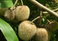 Actinidia specii recomandate, în special îngrijirea și creșterea