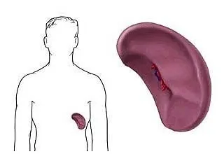 Splenice de diagnosticare on-line, abcesul cauze, complicații