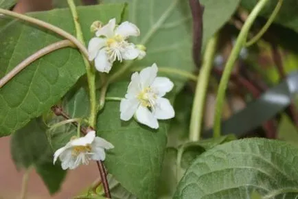 Actinidia specii recomandate, în special îngrijirea și creșterea