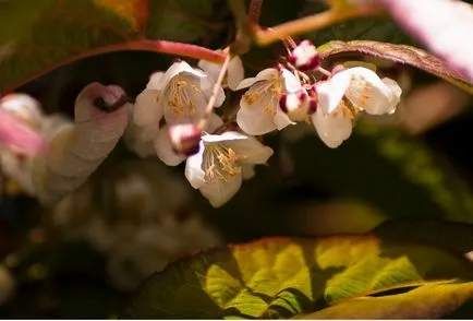 Actinidia (50 poze) reguli de soiuri populare, de plantare și îngrijire